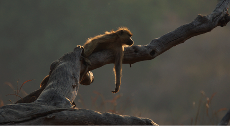 Love Nature's Camp Zambia.png