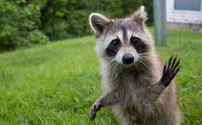 Racoon.png