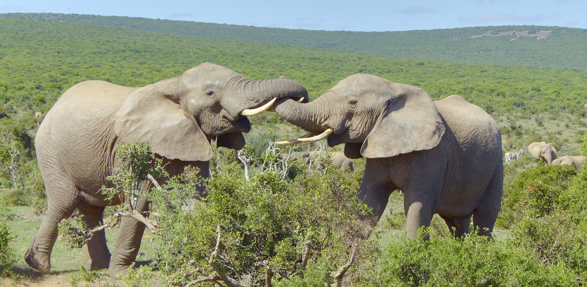 Love Nature's Wildlife Icons.png