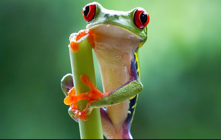 BBC Earth.png