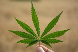 Marijuana.png