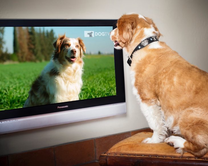Accedo's DogTV.jpg