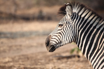 Love Nature's The Big Dry.png