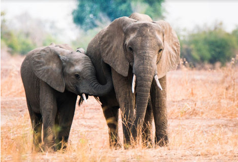 Love Nature's Tales from Zambia.png