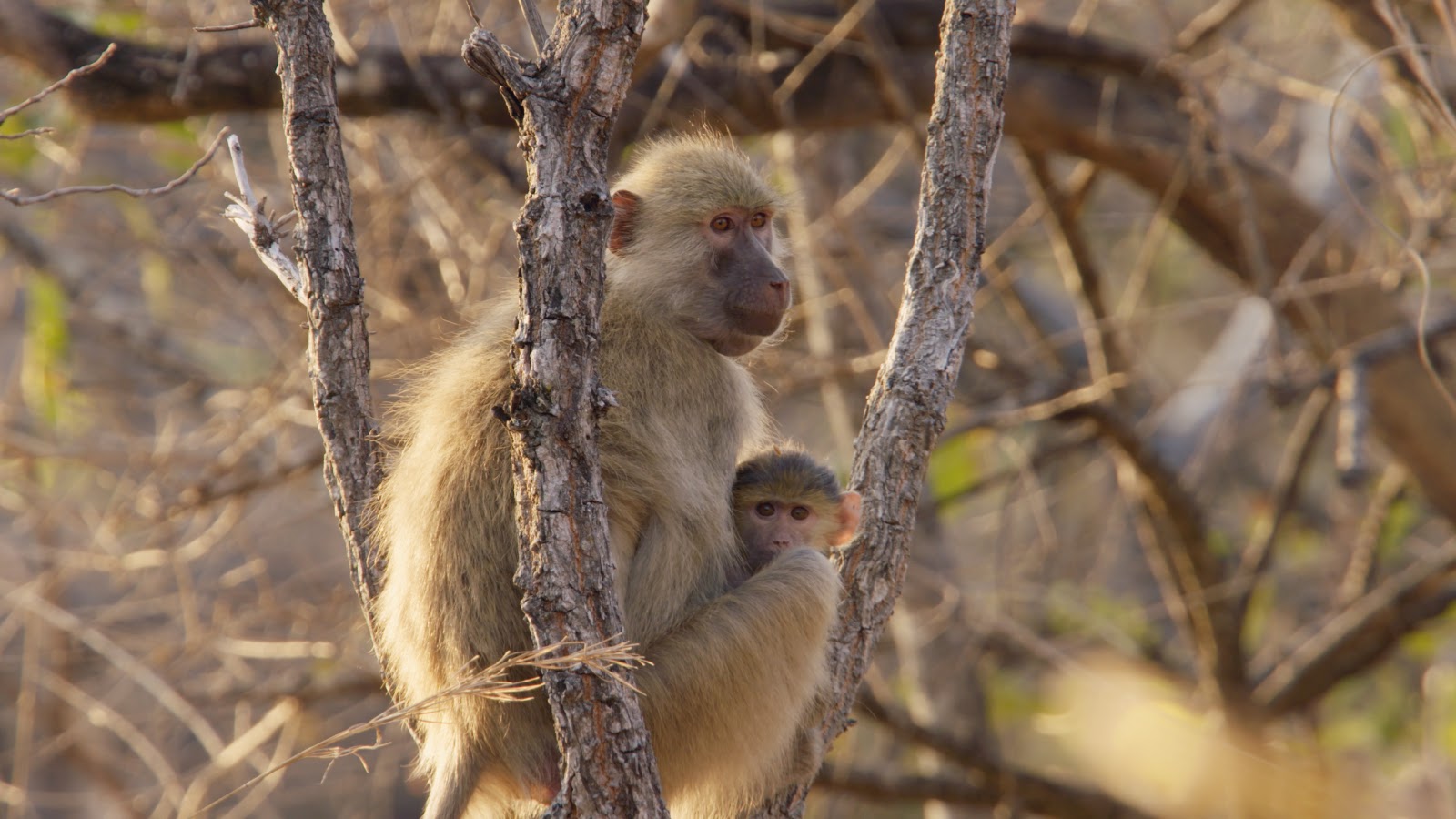 Love Nature's Guardians of the Wild.jpg