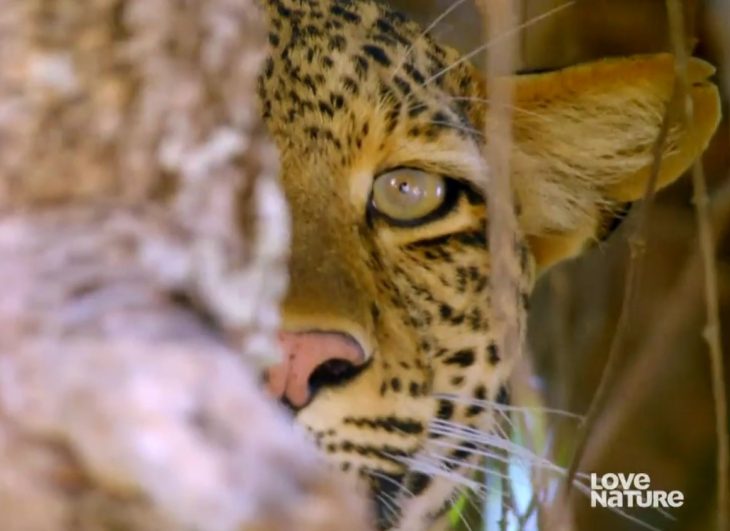 love nature screen cap.jpg