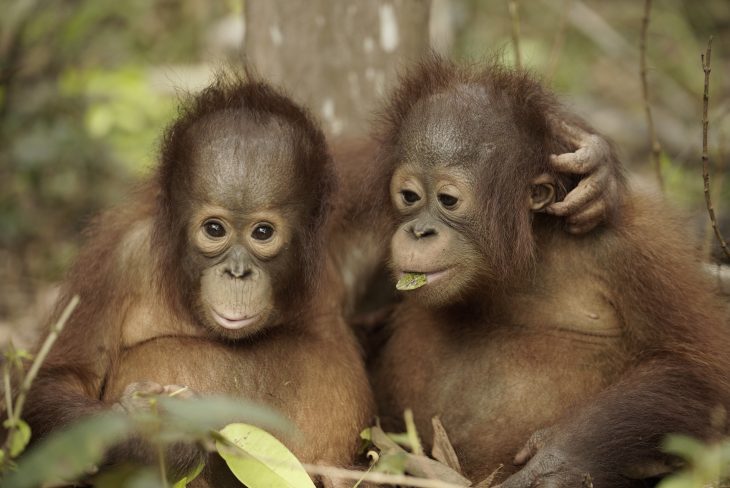 Love Nature's Orangutan Jungle School.jpg