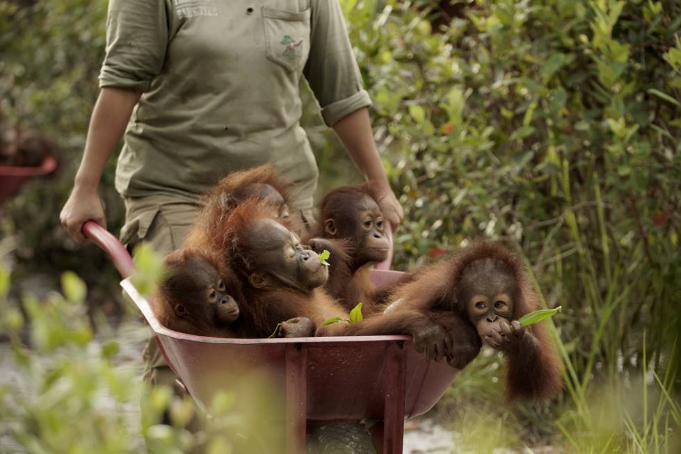 Love Nature's Orangutan Jungle School 2.jpg