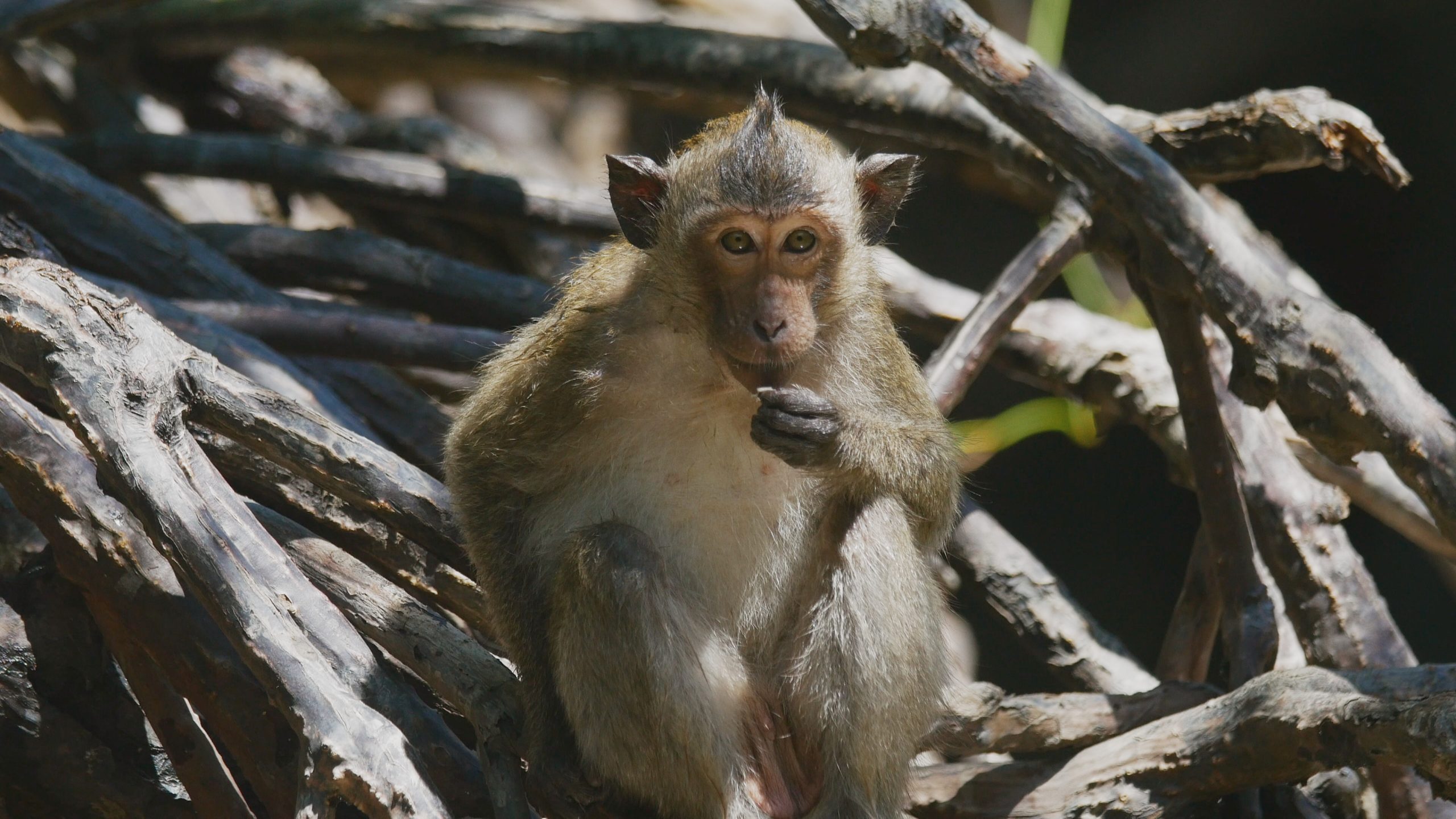 Blue Ant Intl shot.jpg