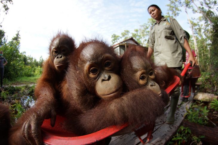 Love Nature's Orangutan Jungle School 3.jpg