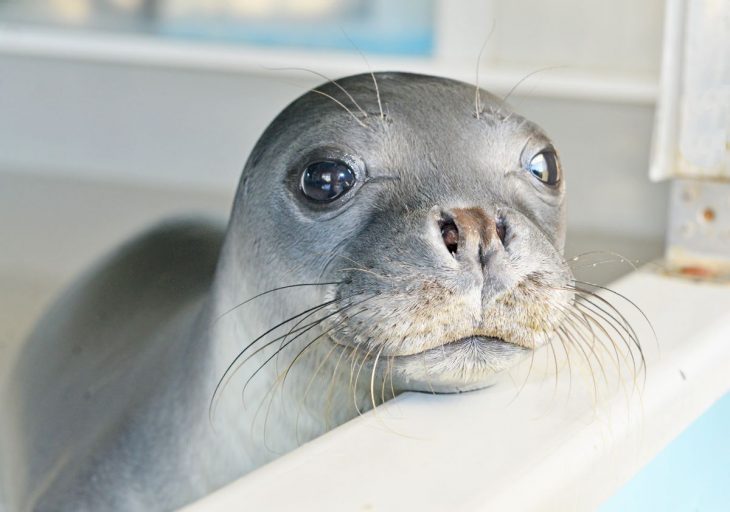 BBC Earth's Blue Planet Live.jpg