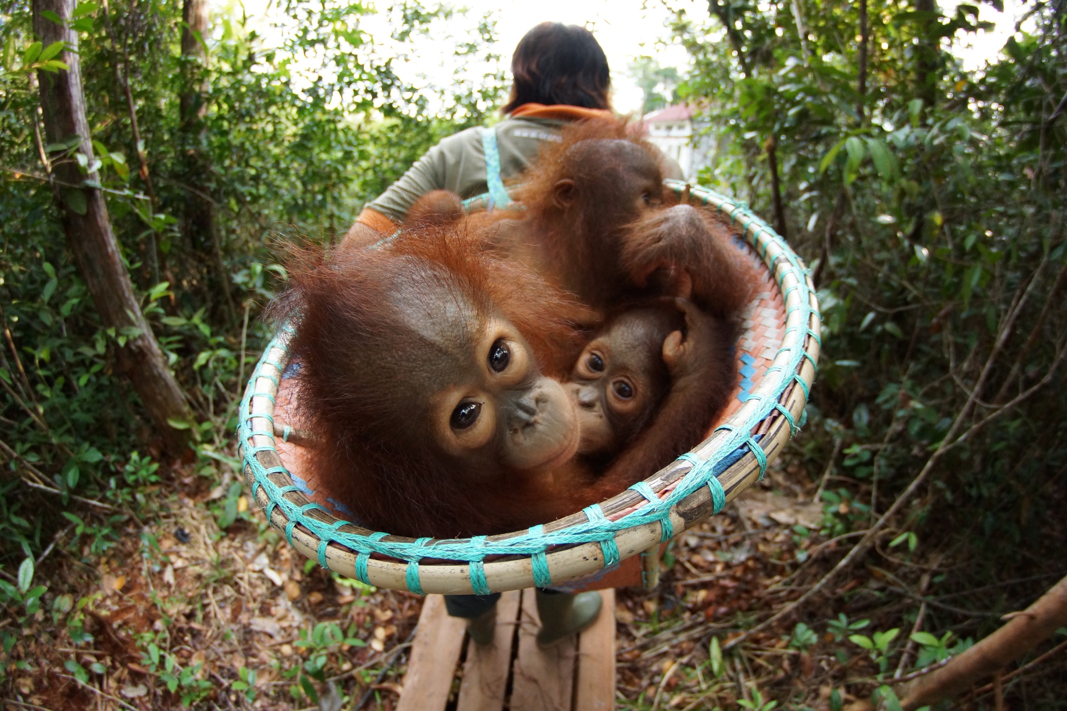 Orangutan Jungle School.JPG