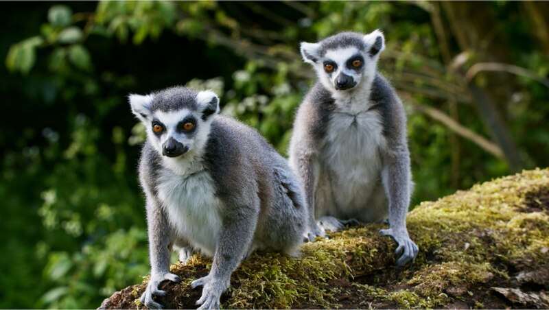 love nature Lemurs.jpg
