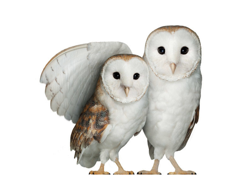 Wise_two_white_owls.jpg