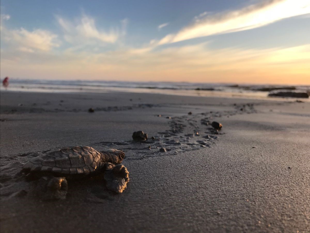blue ant turtle beach.jpg