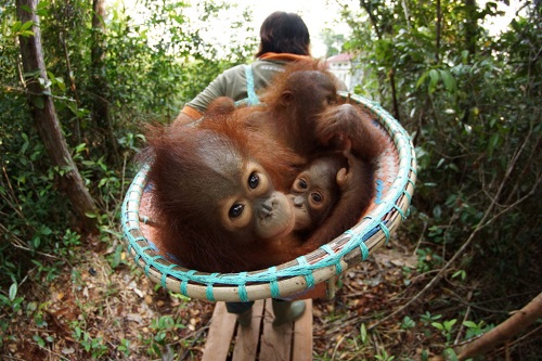 Blue-Ant-Media_Orangutan-Jungle-School_DSC05766-1-500x333.jpg
